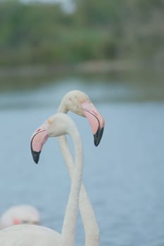 A pair of flamingos standing in the lake. (Camargue, South France)