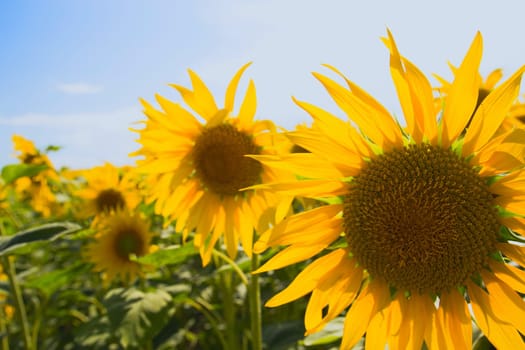 Sunflower field on blue sky with clouds