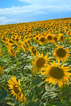 Sunflower field on blue sky with clouds. Vertically.