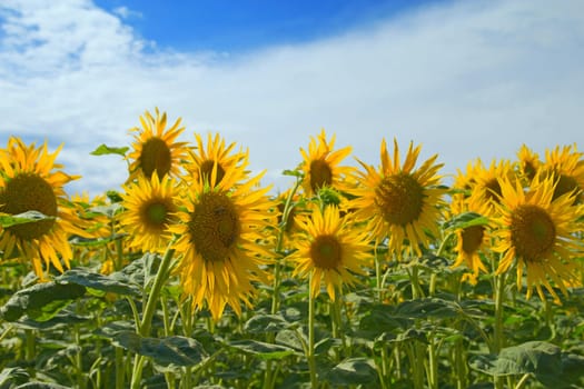Sunflower field on blue sky with clouds