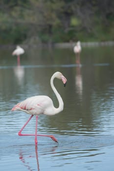 Flamingo standing in the lake. (Camargue, South France)