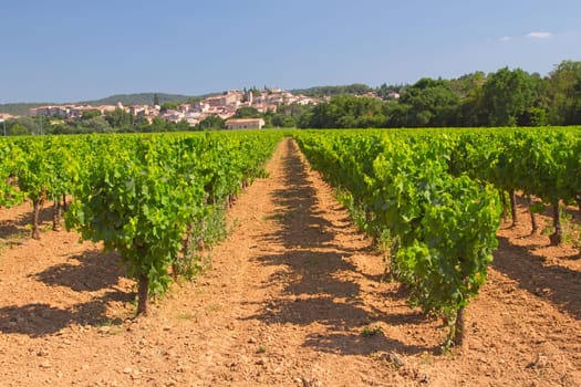 Vineyard in Provence (France). In the background is a typical Provencal village.
