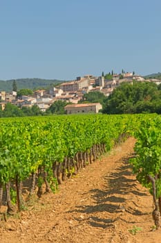 Vineyard in Provence (France). In the background is a typical Provencal village.Vertically.