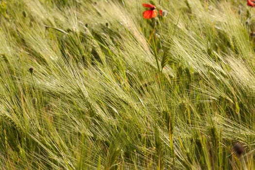 Barley field with many ears of corn in the backlight