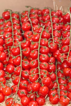 Multitude of cherry tomatoes at the vine  prepared to sell at a farmer's market.(Provence, France)