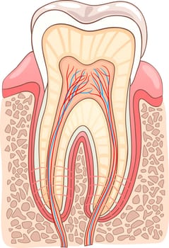 Medical Vector Illustration of Human Tooth Cross Section