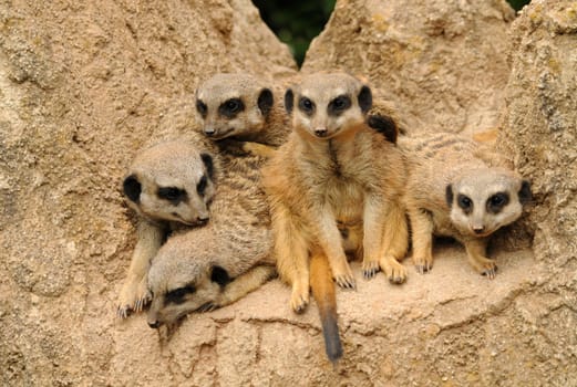 Meerkats like to cuddle