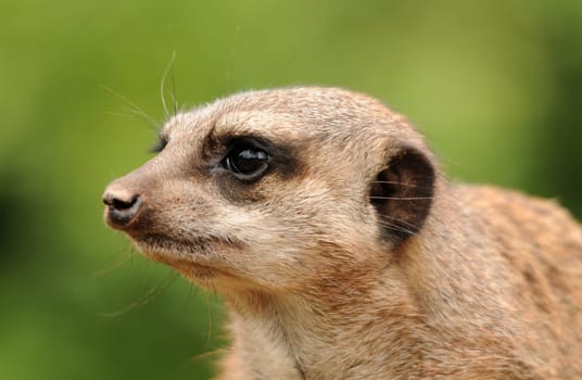 Meerkat keeps guard