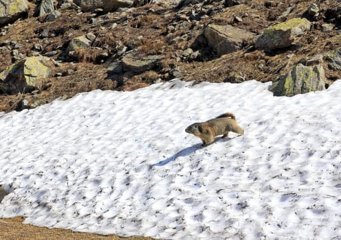 A groundhog is watching