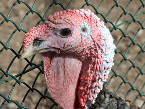Turkey Portrait