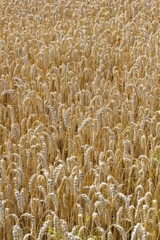 Background - The Golden Cornfield - Vertical