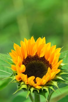 Sunflower Bokeh