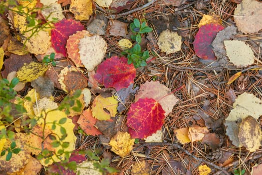 Noux national park during the autumn months in Finland, forest, clean ecology.