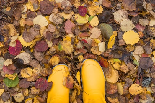 Noux national park during the autumn months in Finland, forest, clean ecology.