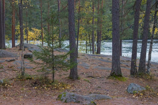 Noux national park during the autumn months in Finland, forest, clean ecology.