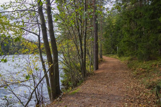 Noux national park during the autumn months in Finland, forest, clean ecology.