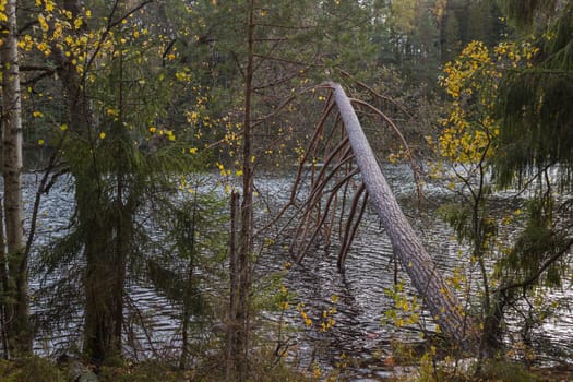 Noux national park during the autumn months in Finland, forest, clean ecology.