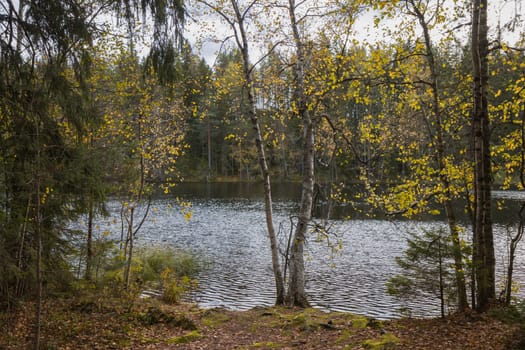 Noux national park during the autumn months in Finland, forest, clean ecology.