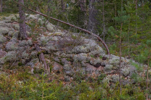 Noux national park during the autumn months in Finland, forest, clean ecology.