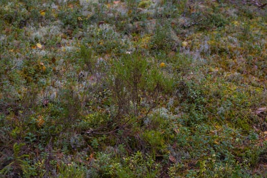 Noux national park during the autumn months in Finland, forest, clean ecology.