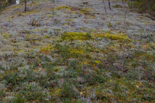 Noux national park during the autumn months in Finland, forest, clean ecology.