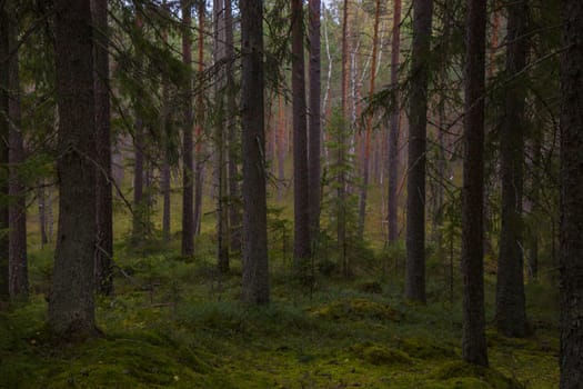 Noux national park during the autumn months in Finland, forest, clean ecology.