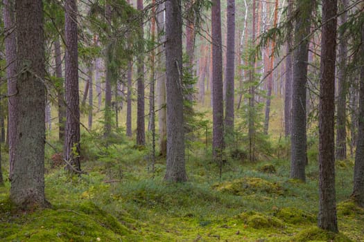 Noux national park during the autumn months in Finland, forest, clean ecology.