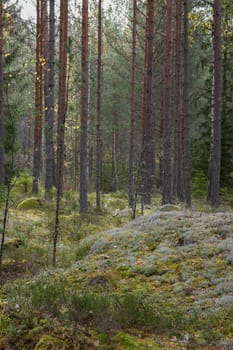 Noux national park during the autumn months in Finland, forest, clean ecology.