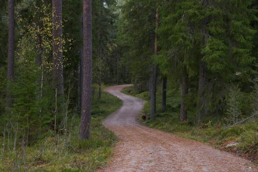 Noux national park during the autumn months in Finland, forest, clean ecology.