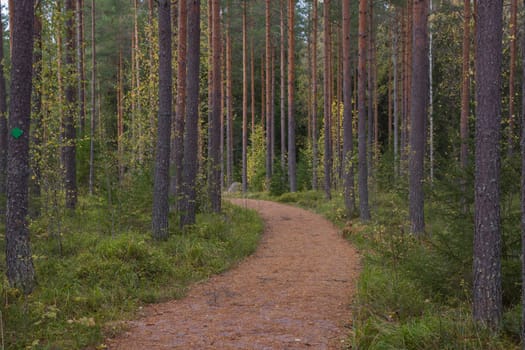 Noux national park during the autumn months in Finland, forest, clean ecology.