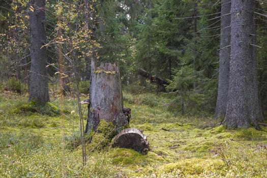 Noux national park during the autumn months in Finland, forest, clean ecology.