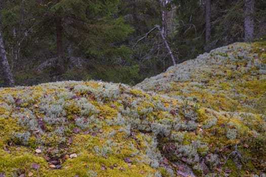 Noux national park during the autumn months in Finland, forest, clean ecology.