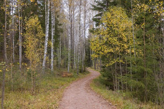 Noux national park during the autumn months in Finland, forest, clean ecology.