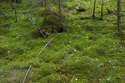 Noux national park during the autumn months in Finland, forest, clean ecology.