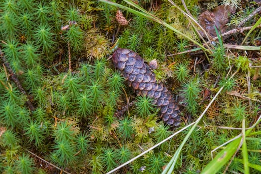 Noux national park during the autumn months in Finland, forest, clean ecology.