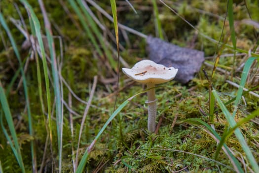 Noux national park during the autumn months in Finland, forest, clean ecology.