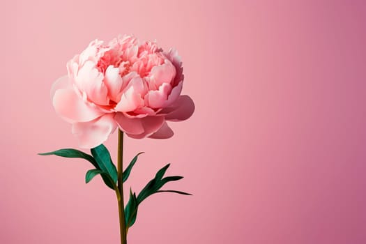 A peony flower on a background with a copyspace. Minimalism.