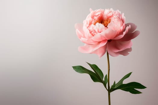 A peony flower on a background with a copyspace. Minimalism.