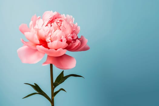 A peony flower on a background with a copyspace. Minimalism.