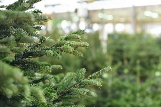 Christmas trees for sale on a market