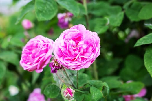 Pink rosehip flowers among green leaves close up