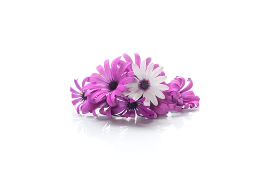 Beautiful white and purple Osteospermum flowers, isolated on white background