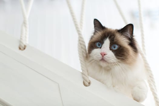 Beautiful young white purebred Ragdoll cat with blue eyes, at home.