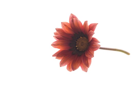 Beautiful red and yellow Gazania flowers isolated on white background.