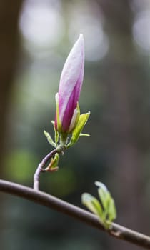 Flower detail in the forest vertical
