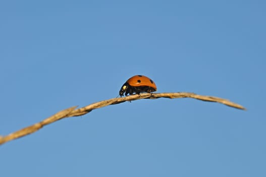 Ladybird