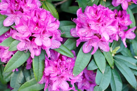 Outdoor in the spring sun is growing a pink fuchsia rhododendron flower bush.