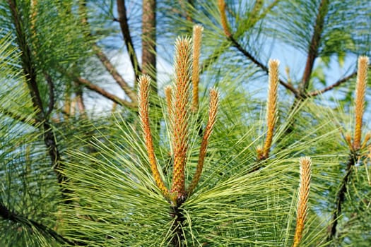 Detailed view of long pine tree candle formations growing wild with pine tree branches, leaves, and a blue sky in the background.