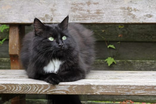 Black cat relaxing
