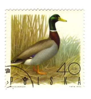 POLAND - CIRCA 1970: a stamp printed in Poland, shows a duck, circa 1970